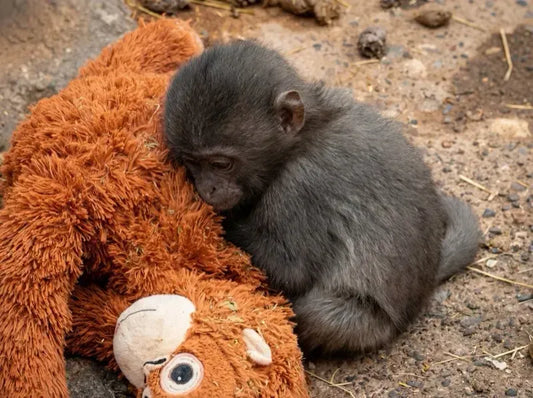 🧡 הקוף ששיגע את העולם – עכשיו אצלכם בבית