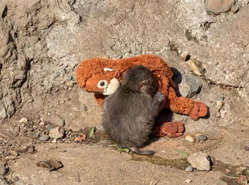 🧡 הקוף ששיגע את העולם – עכשיו אצלכם בבית